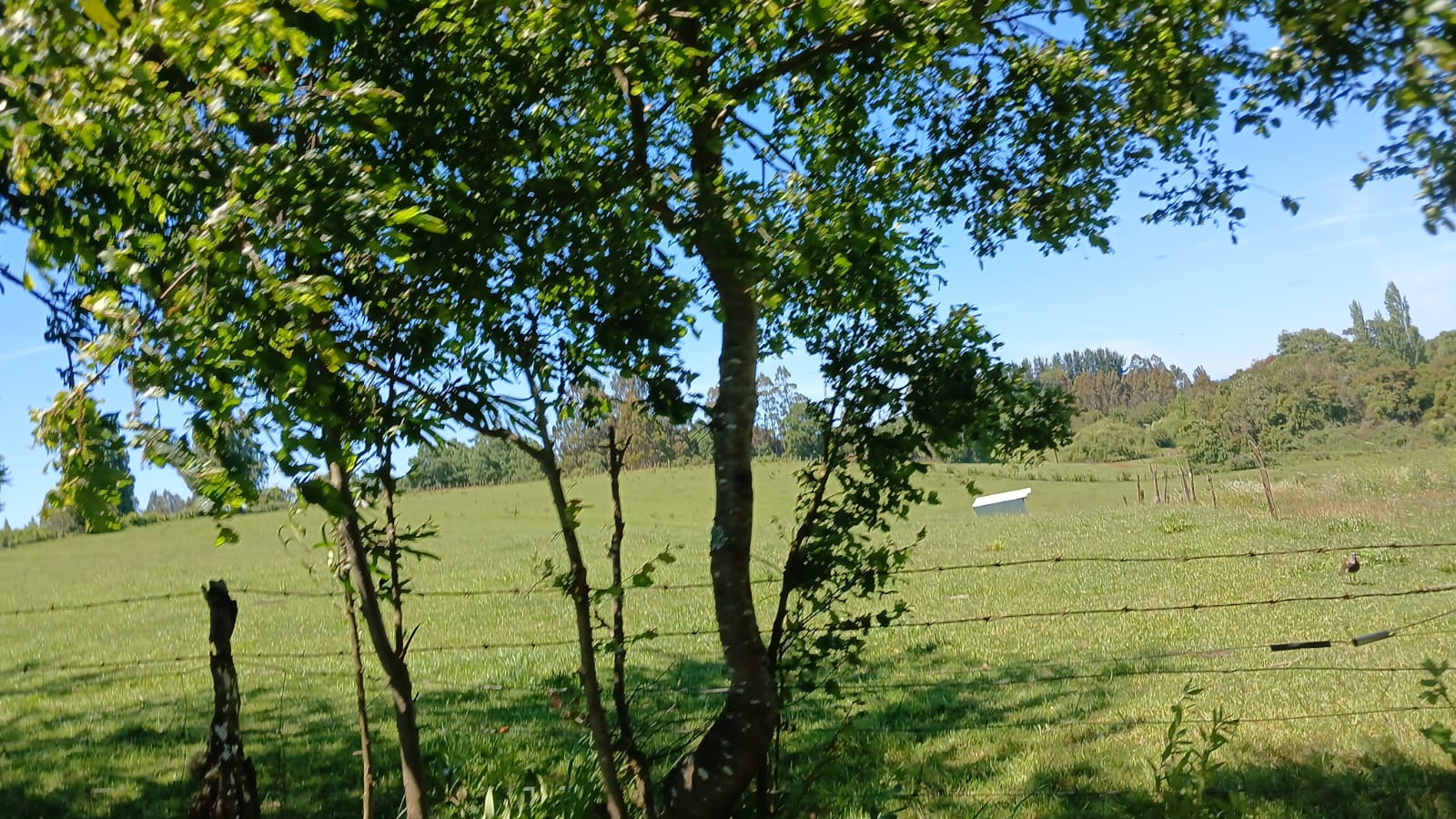 Parcela de 3 Hectáreas en Teodoro Schmidt – Región de La Araucanía
